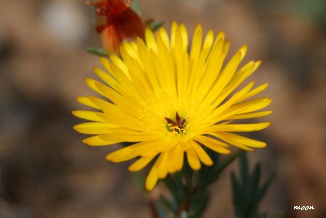 delosperma